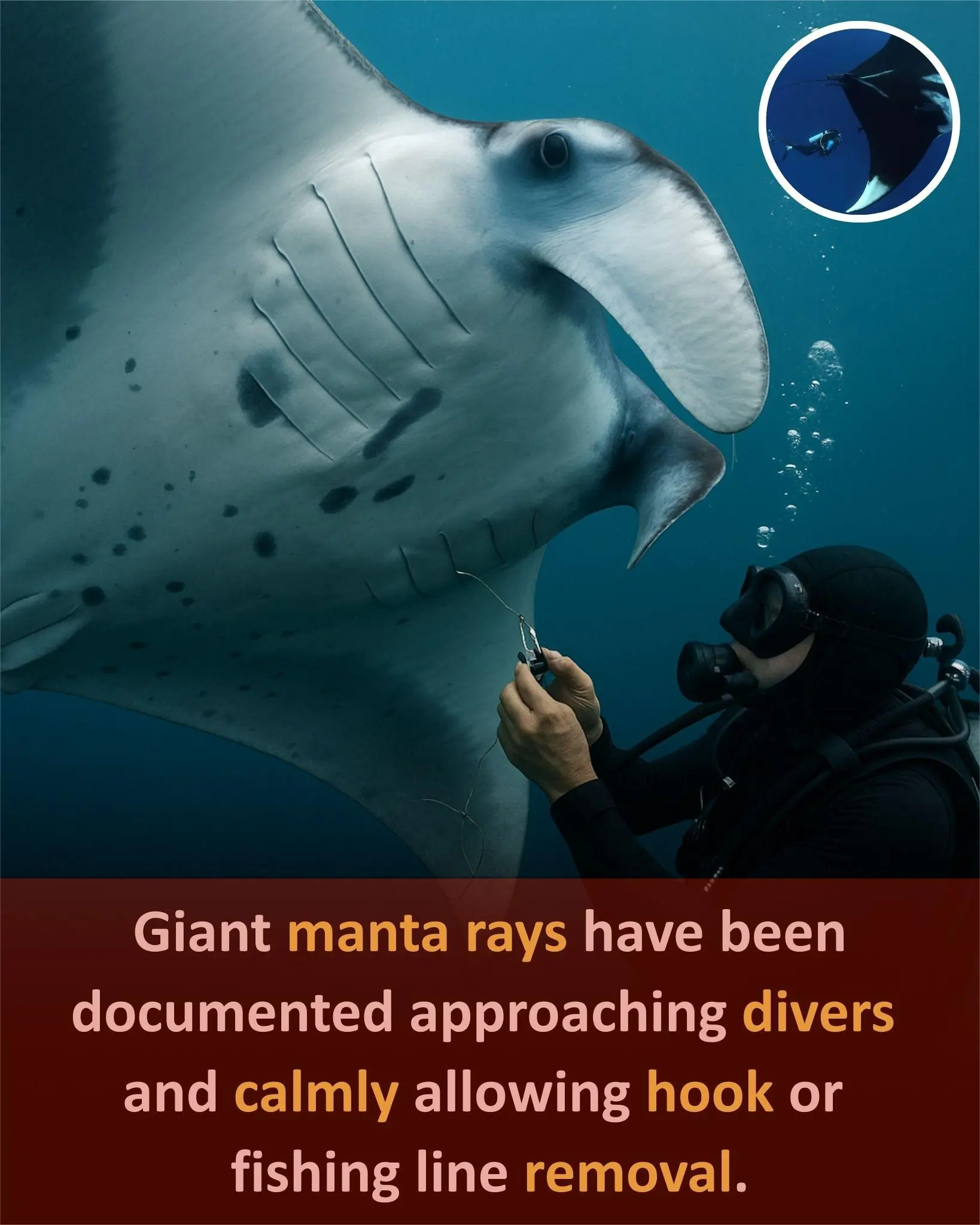 Giant Manta Ray Approaches Divers for Help in Removing Fishing Hooks