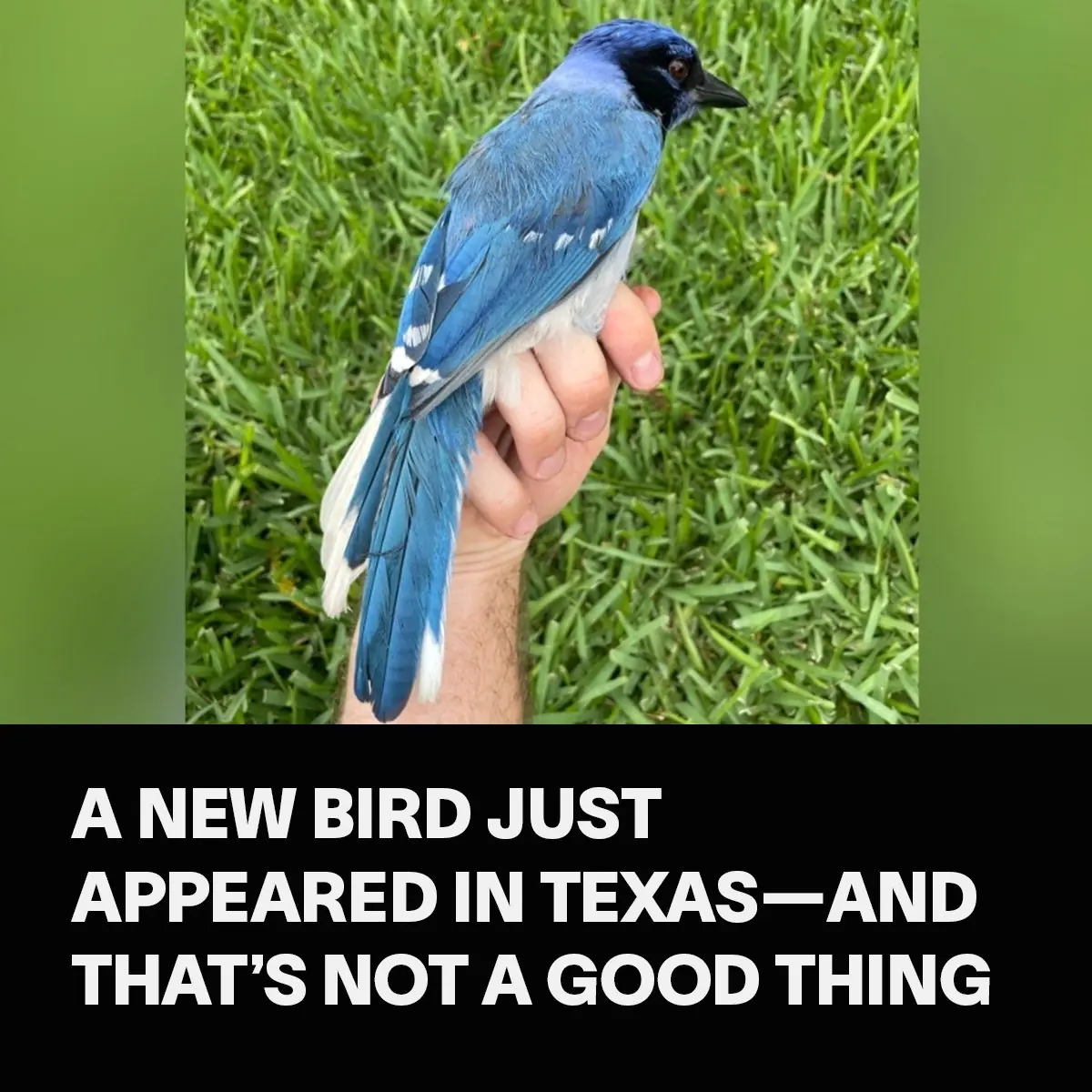 A New Bird Just Appeared in Texas—and That’s Not a Good Thing