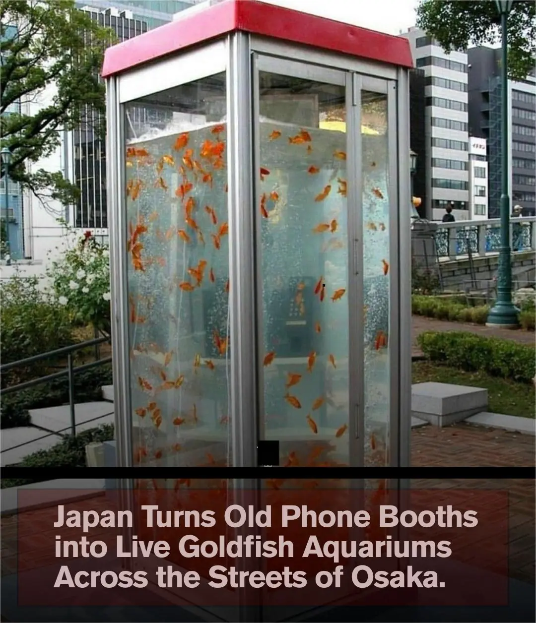 Japan’s Quirky Art: Turning Forgotten Phone Booths Into Living Goldfish Aquariums
