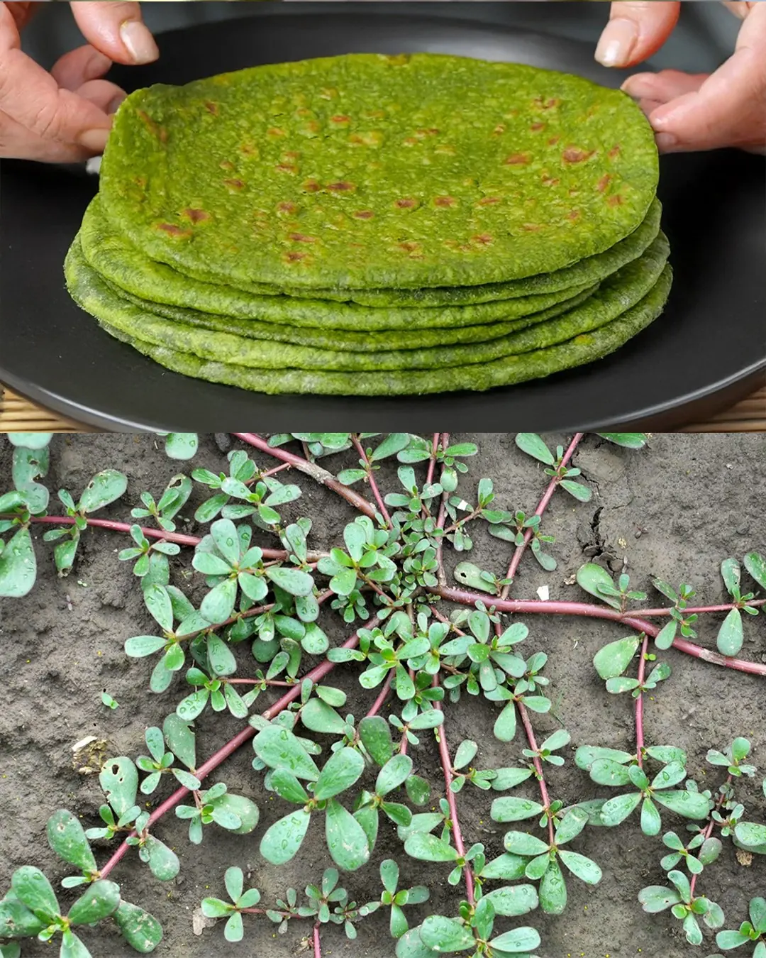 Why You Should Embrace Purslane in Your Garden: 8 Compelling Reasons