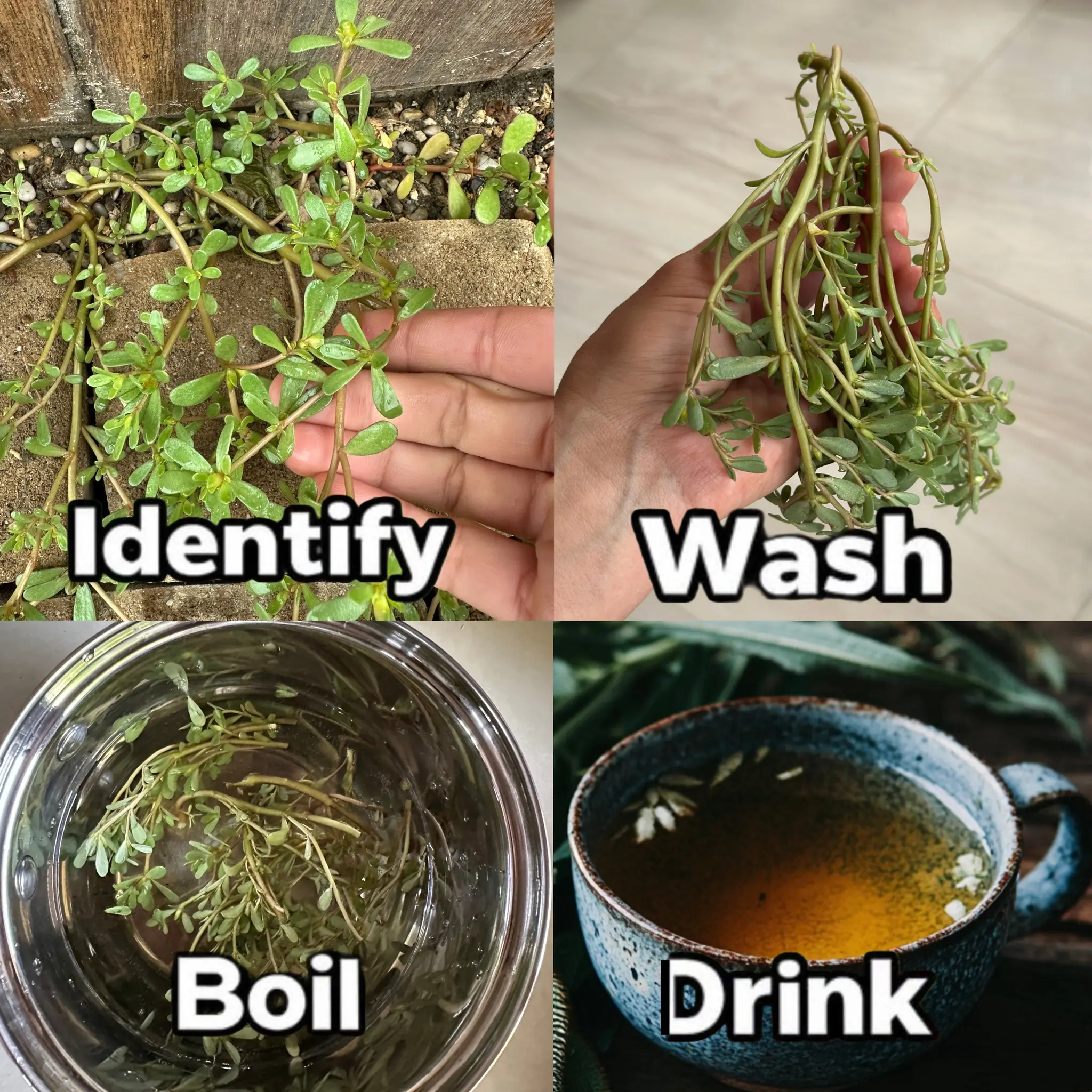 Unlocking the Power of Purslane: The Underrated Superfood and How to Make Your Own Nutrient-Packed Anti-Aging Cream