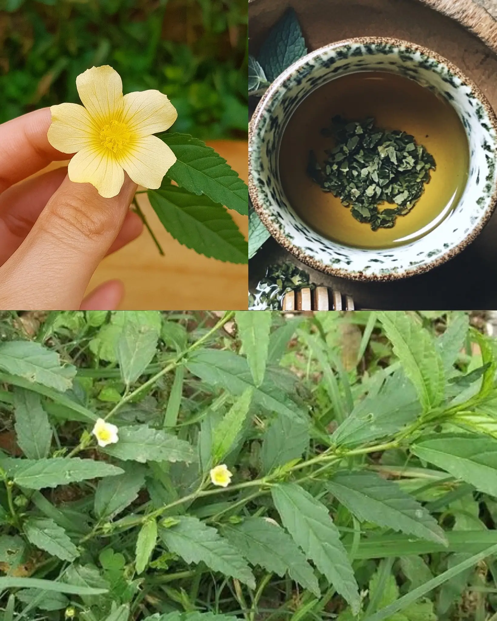 Sida acuta: Surprising Health Benefits and Versatile Homemade Uses