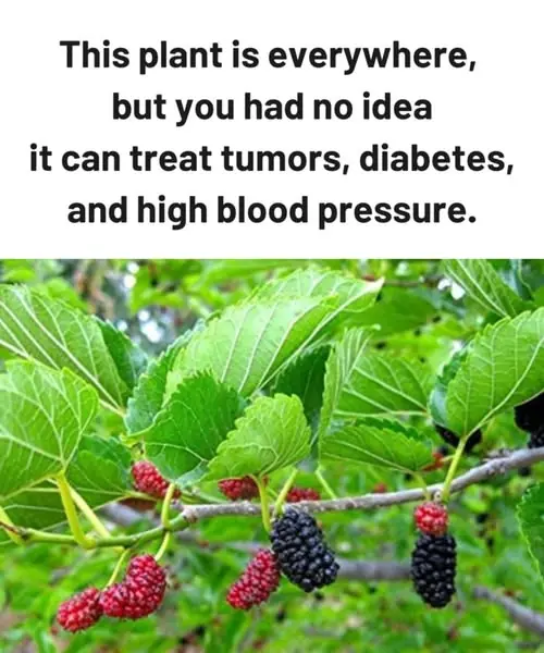This Plant Is Everywhere — But You Had No Idea It Can Treat Tumors, Diabetes, and High Blood Pressure
