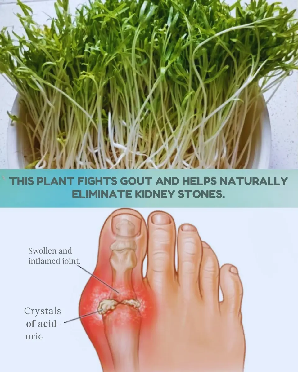 Alfalfa for Kidneys and Gout: A Natural Support for Cleansing and Balance