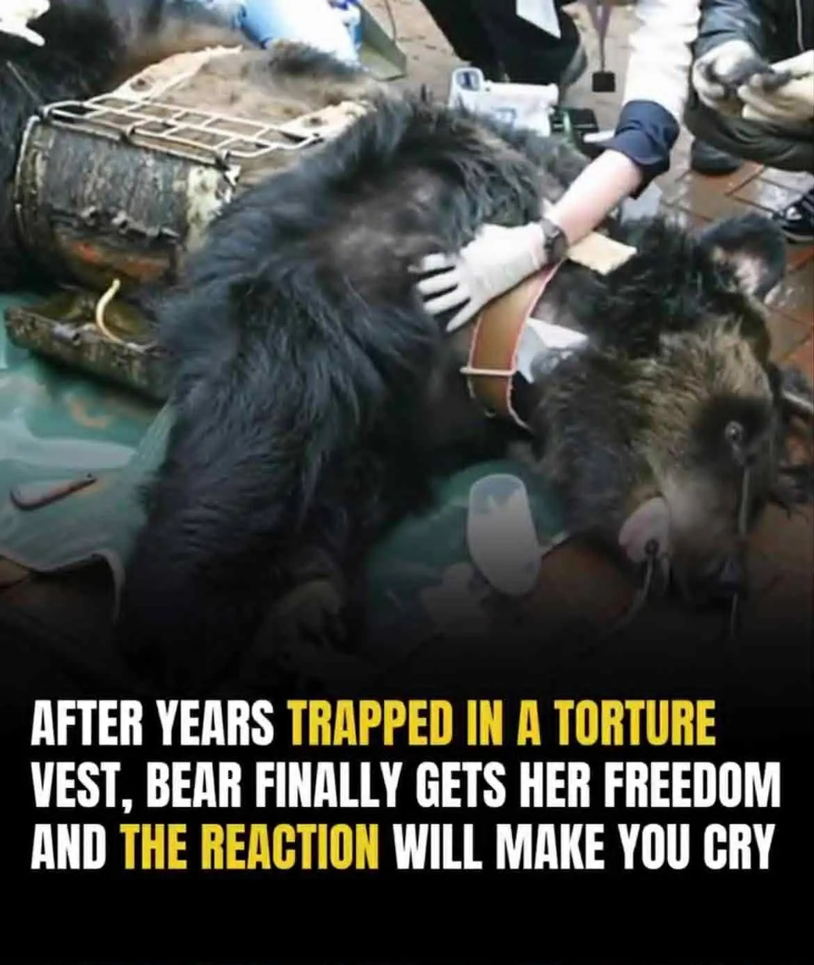Bear Caesar freed after years in cruel torture vest