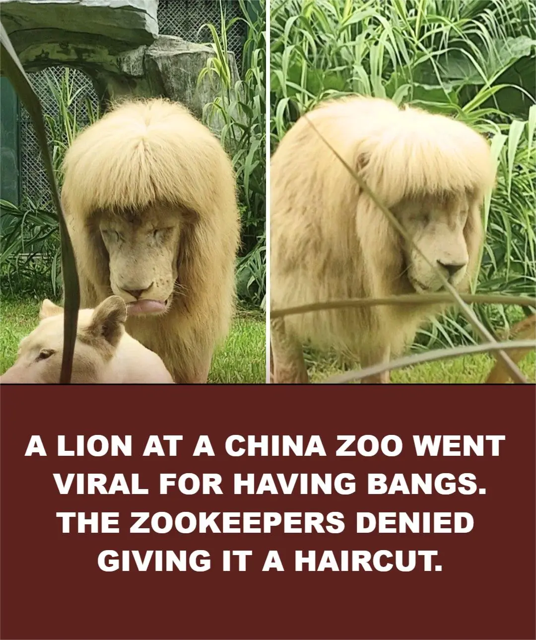 Lion With “Bangs” Goes Viral in China — But Zoo Denies Any Haircut