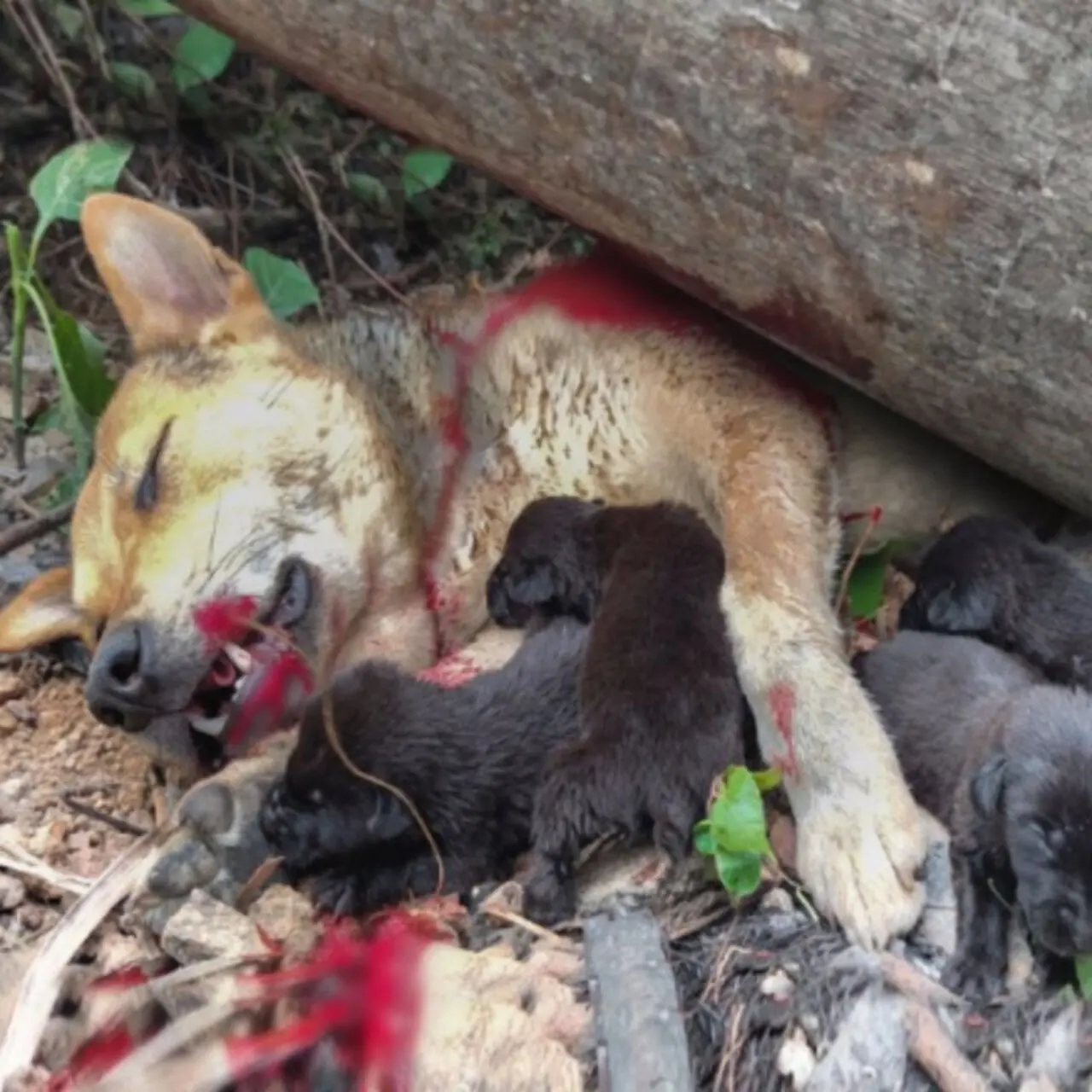 Brave Mother Dog Crosses Danger to Protect Her Puppy