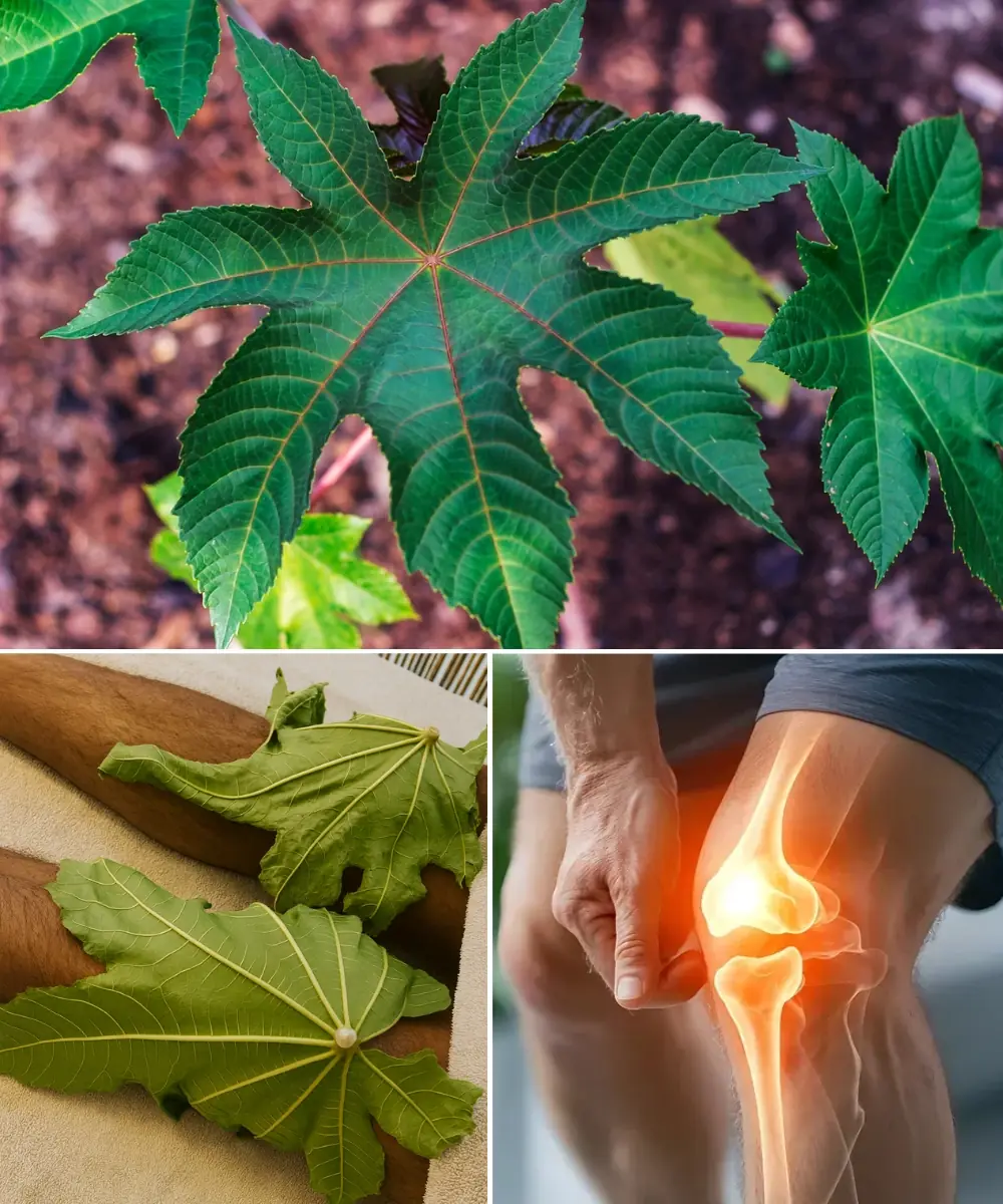 The Power of Castor Leaves: Nature’s Hidden Gift