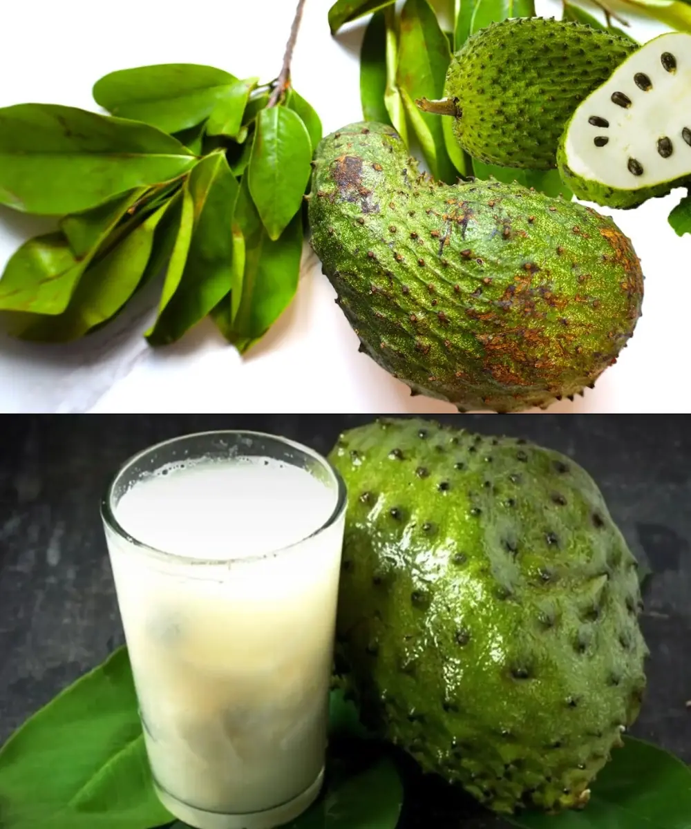 10 Health Benefits and Uses of Soursop Leaf & Fruit