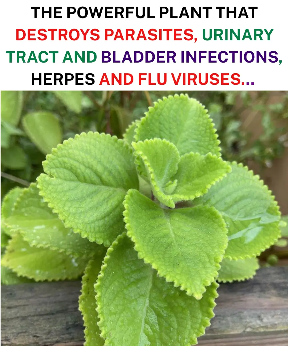 Oregano: Nature’s Small but Mighty Healer