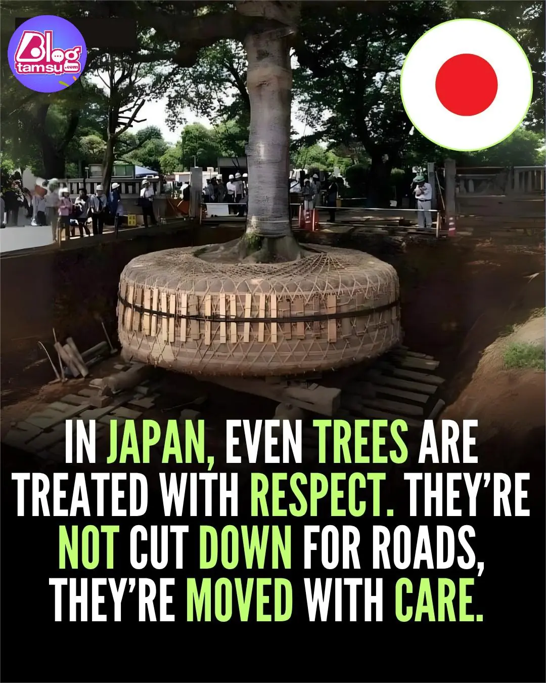 Japan’s Gentle Way of Making Space — Moving Trees Instead of Cutting Them Down
