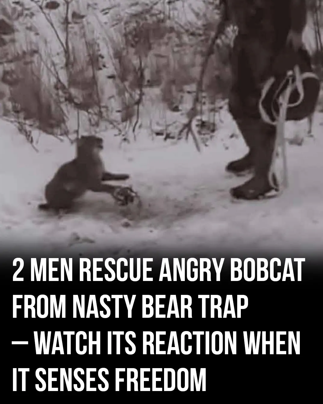 Daring duo approach angry animal stuck in bear trap, watch the fight this creature puts up