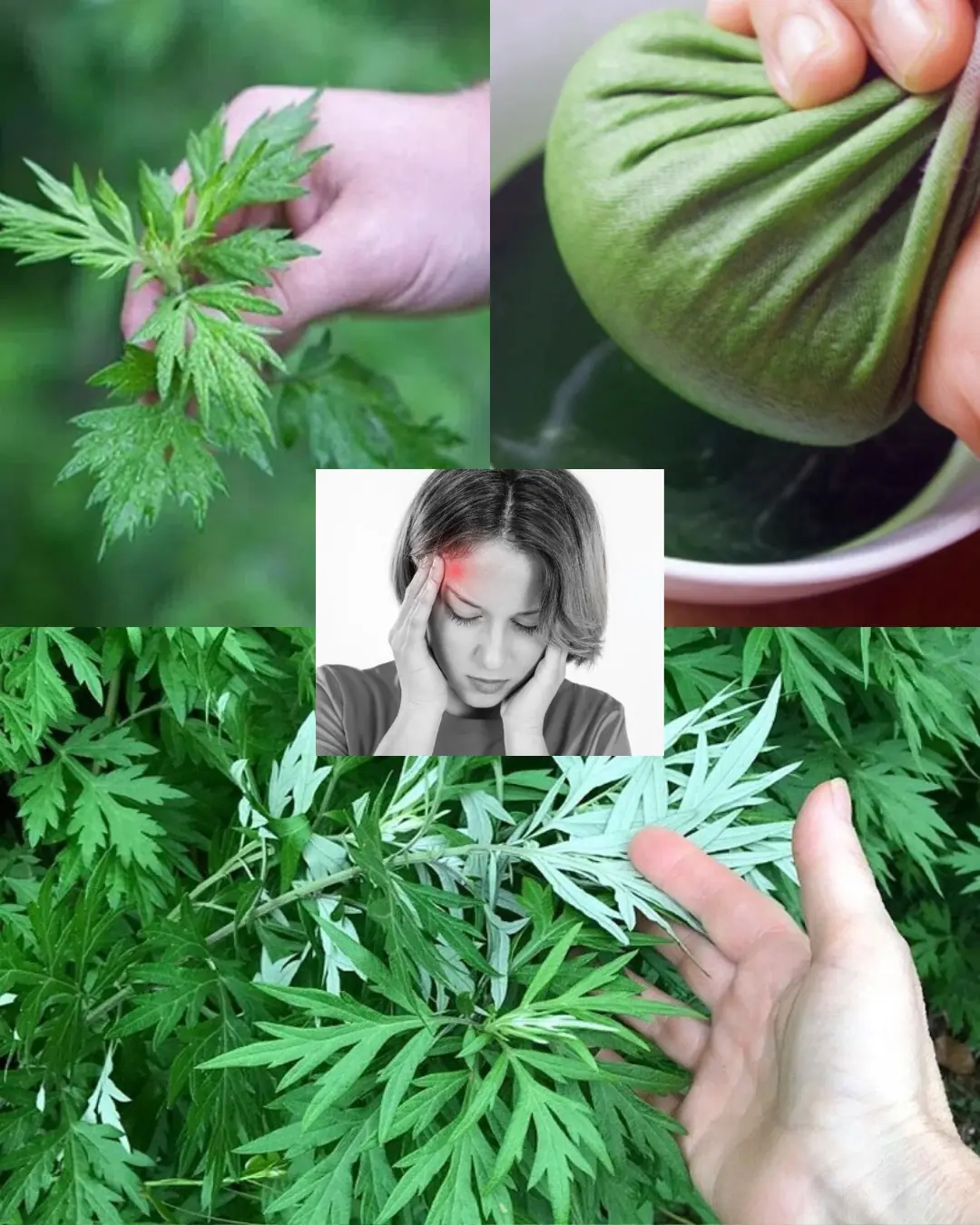 Discover the Calming Secrets of Mugwort: Your Natural Path to Restful Sleep