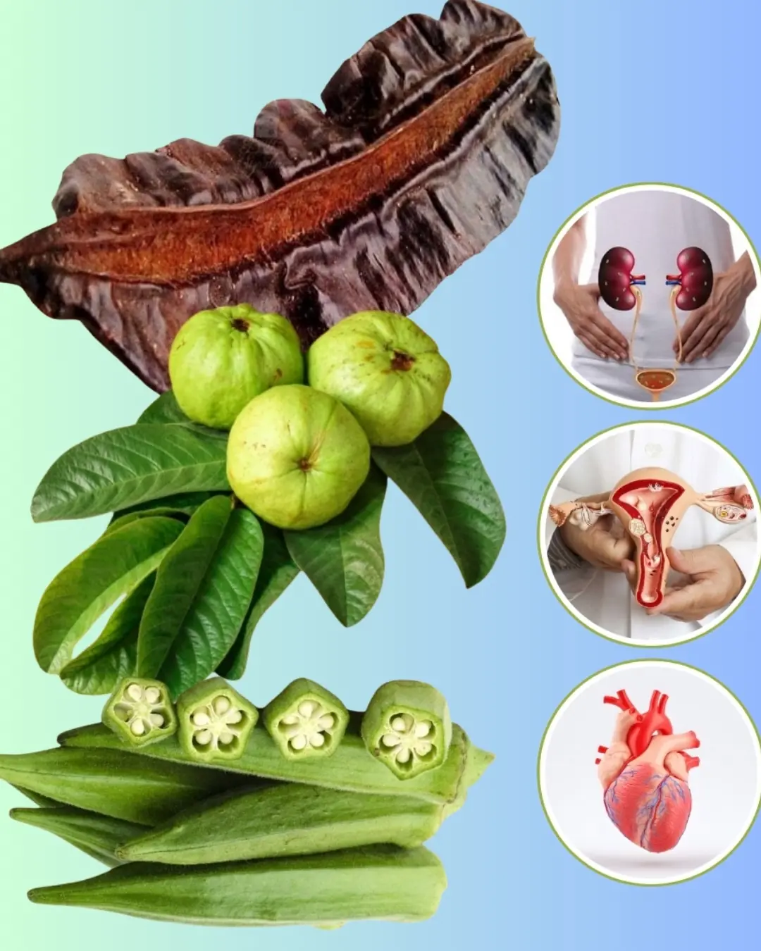 Nature’s Hidden Gems: Unlock Ovulation Power with Guava Leaves, Aidan Fruit, and Okra