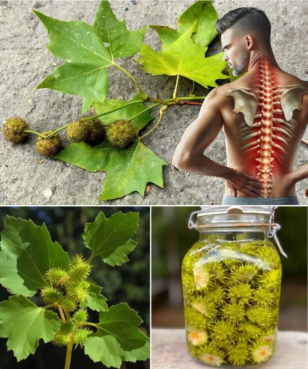 American Sweetgum: 7 Surprising Health Benefits and How to Use It at Home