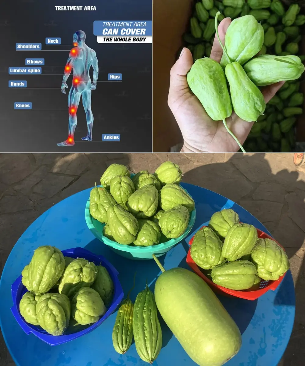 Ditch the Pills: Unlock Chayote’s Secret to Pain-Free, Vibrant Health!