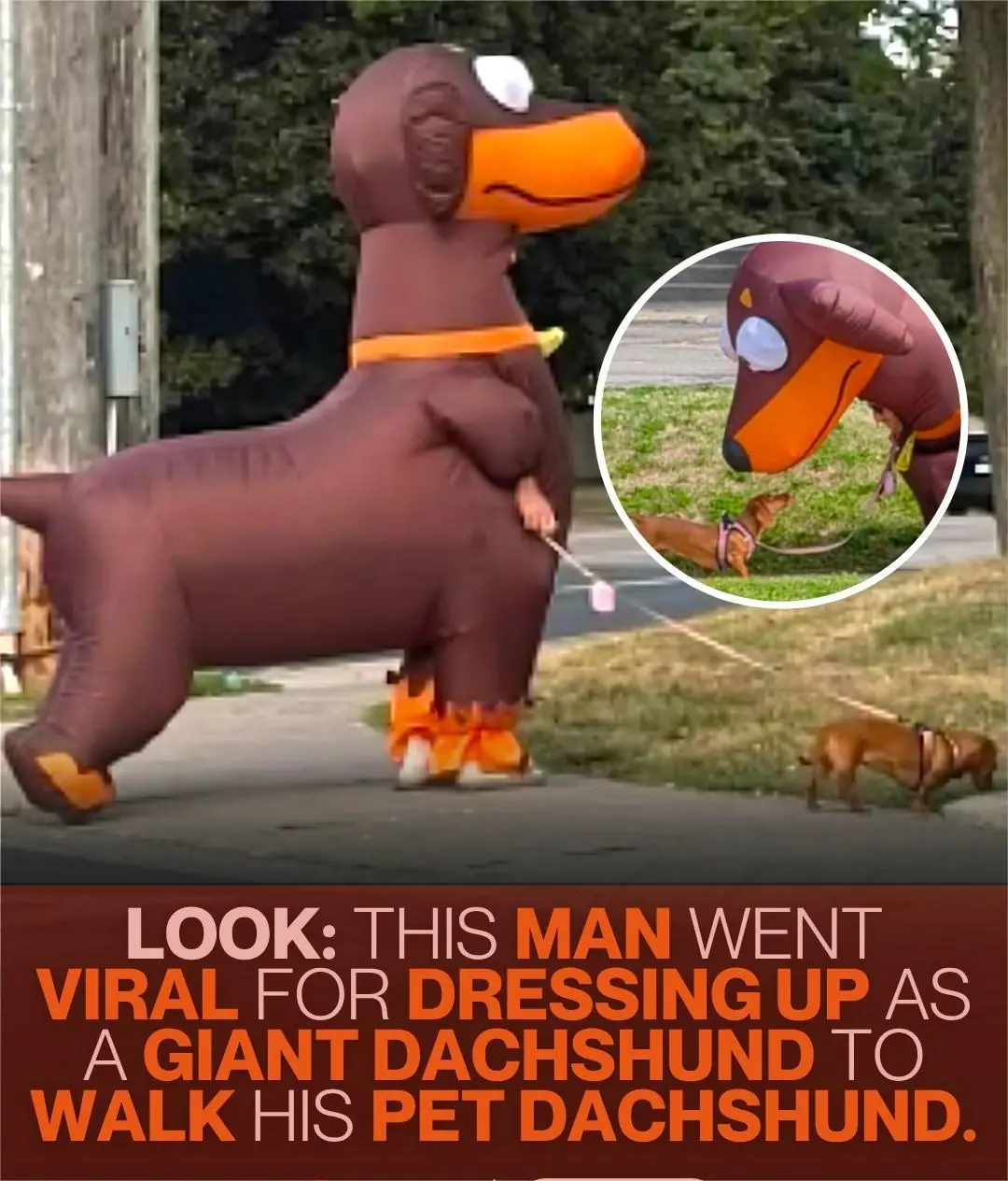 Man in a Giant Dachshund Costume Steals Hearts Walking His Pet