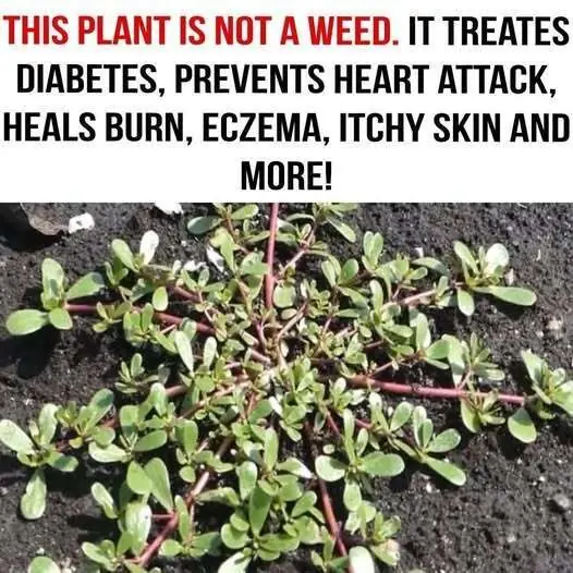 8 Reasons To Leave A Purslane Weed Growing