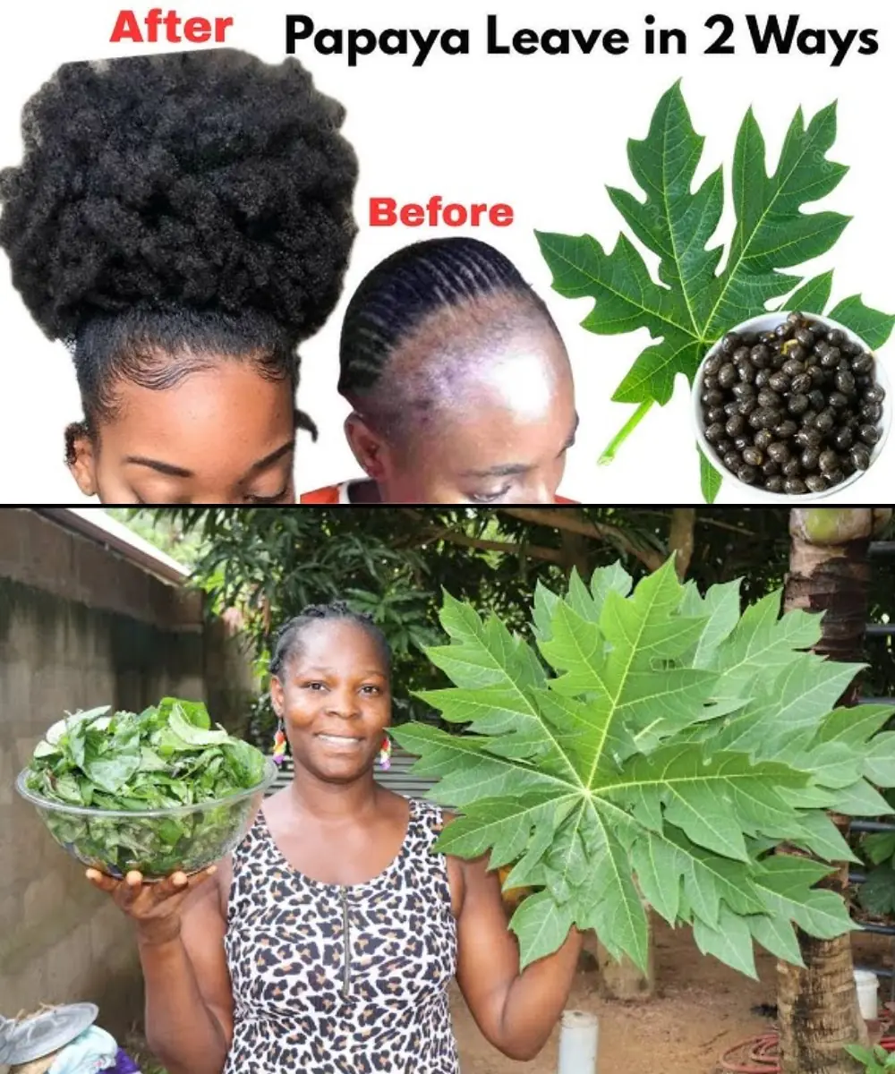 Papaya Leaves: The Secret to Thicker, Faster-Growing Hair