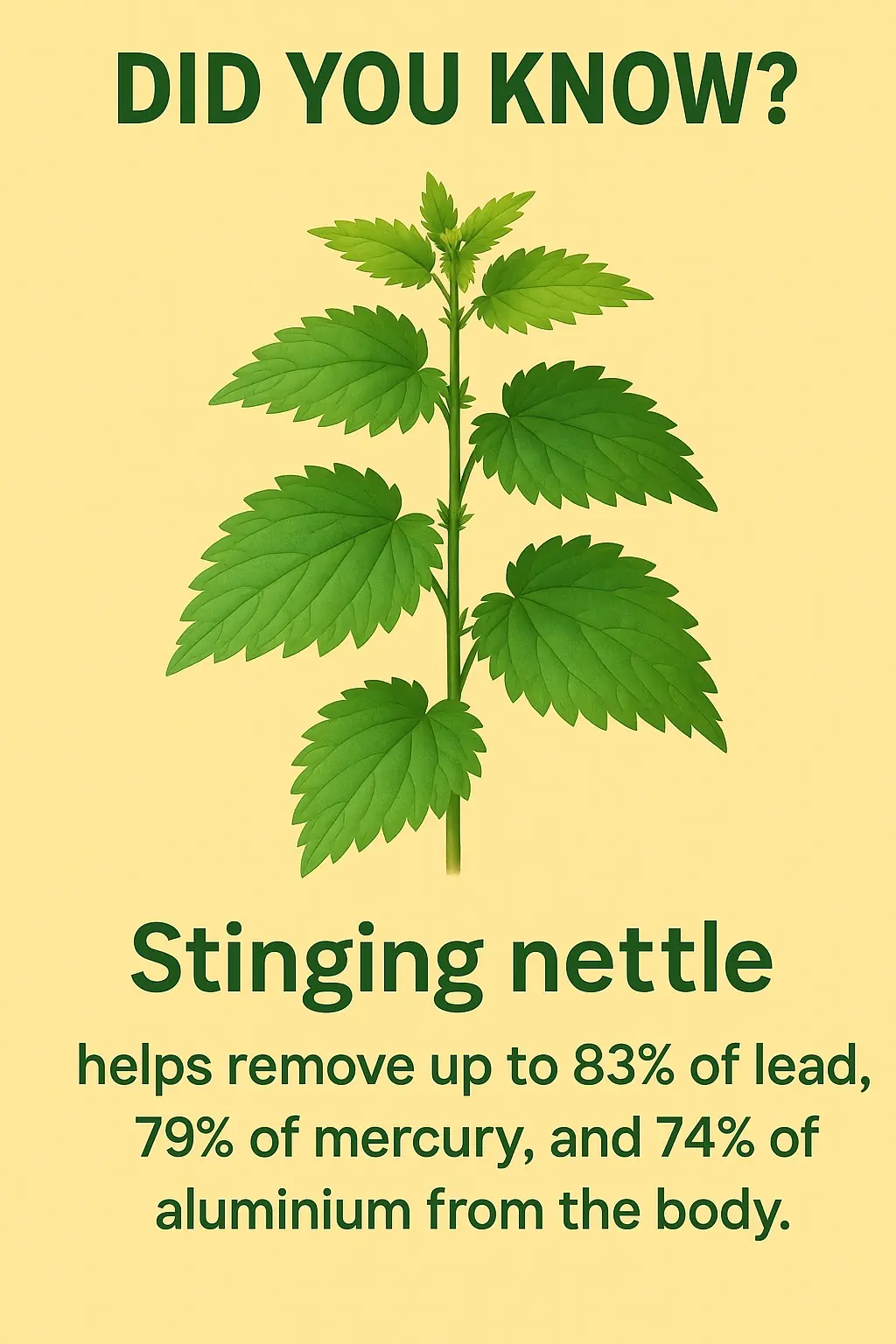 Stinging Nettle (Urtica dioica): A Powerful Detoxifying Plant Hidden in Plain Sight