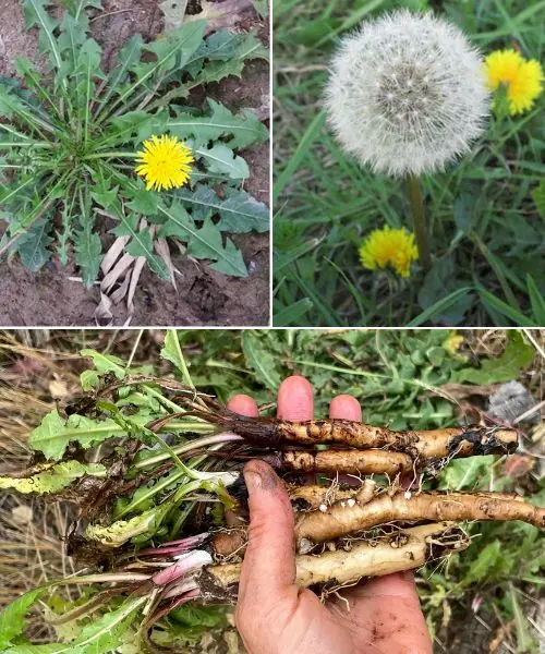 Why Dandelion Roots are the Most Important Part of the Plant