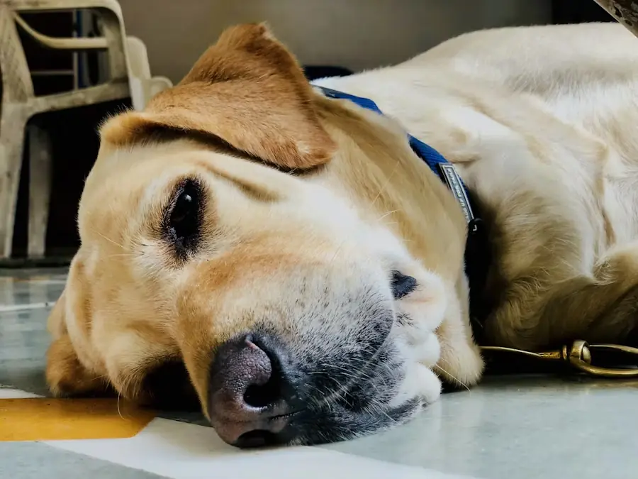 The Vet Raised Š¢he Needle⦠Then Š¢he Dog Looked Št His Owner Šnd Did Something That Left Š¢he Entire Room Šn Tears