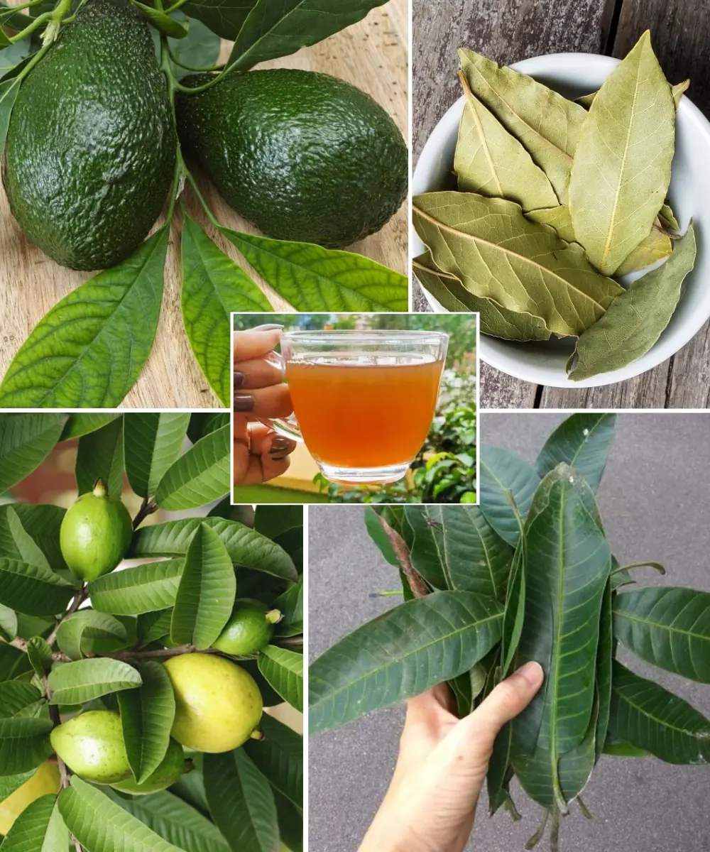 The Four Medicinal Leaves: Avocado, Mango, Bay, and Guava