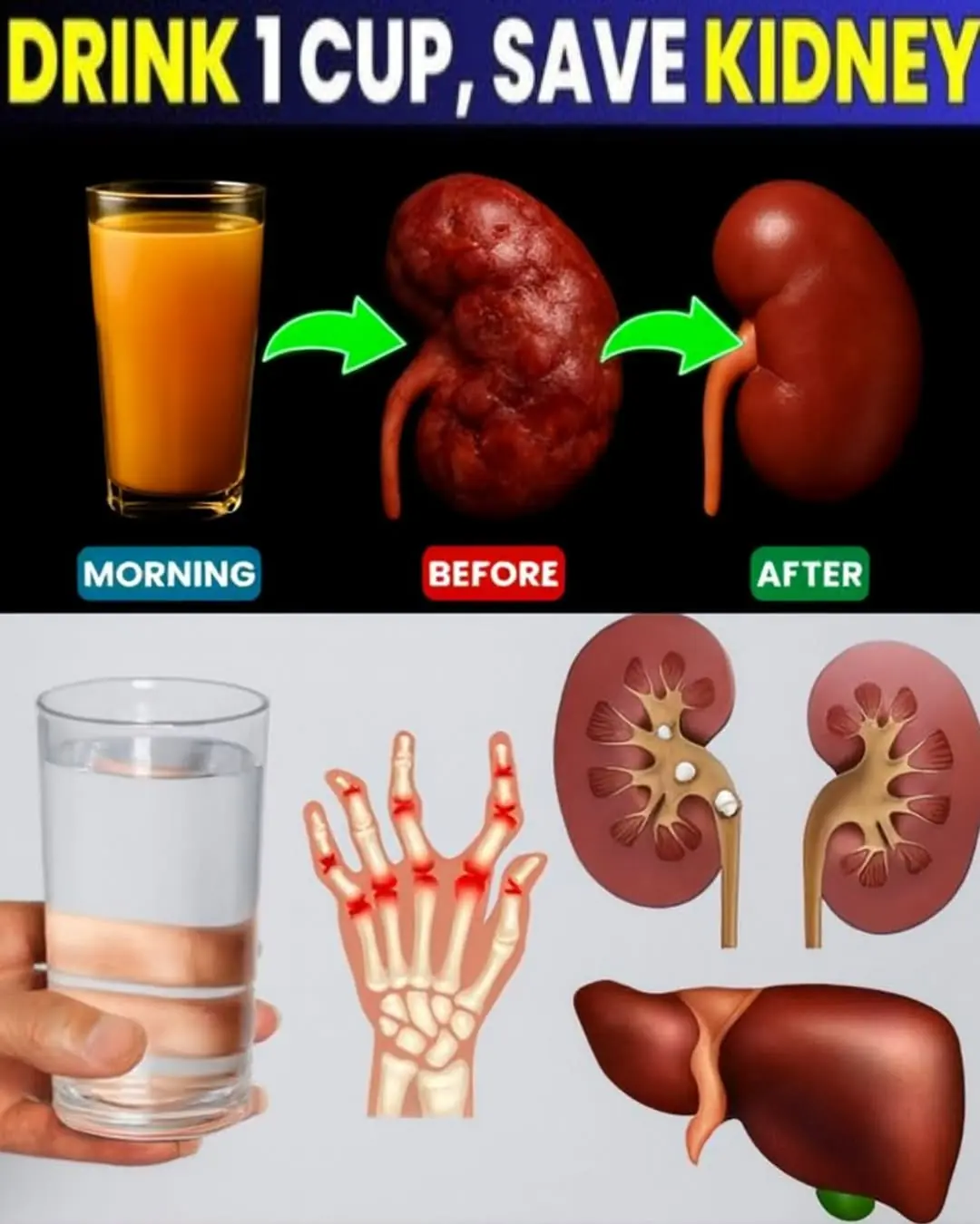 Just 1 Cup a Day and Your Kidneys Will Start Recovering