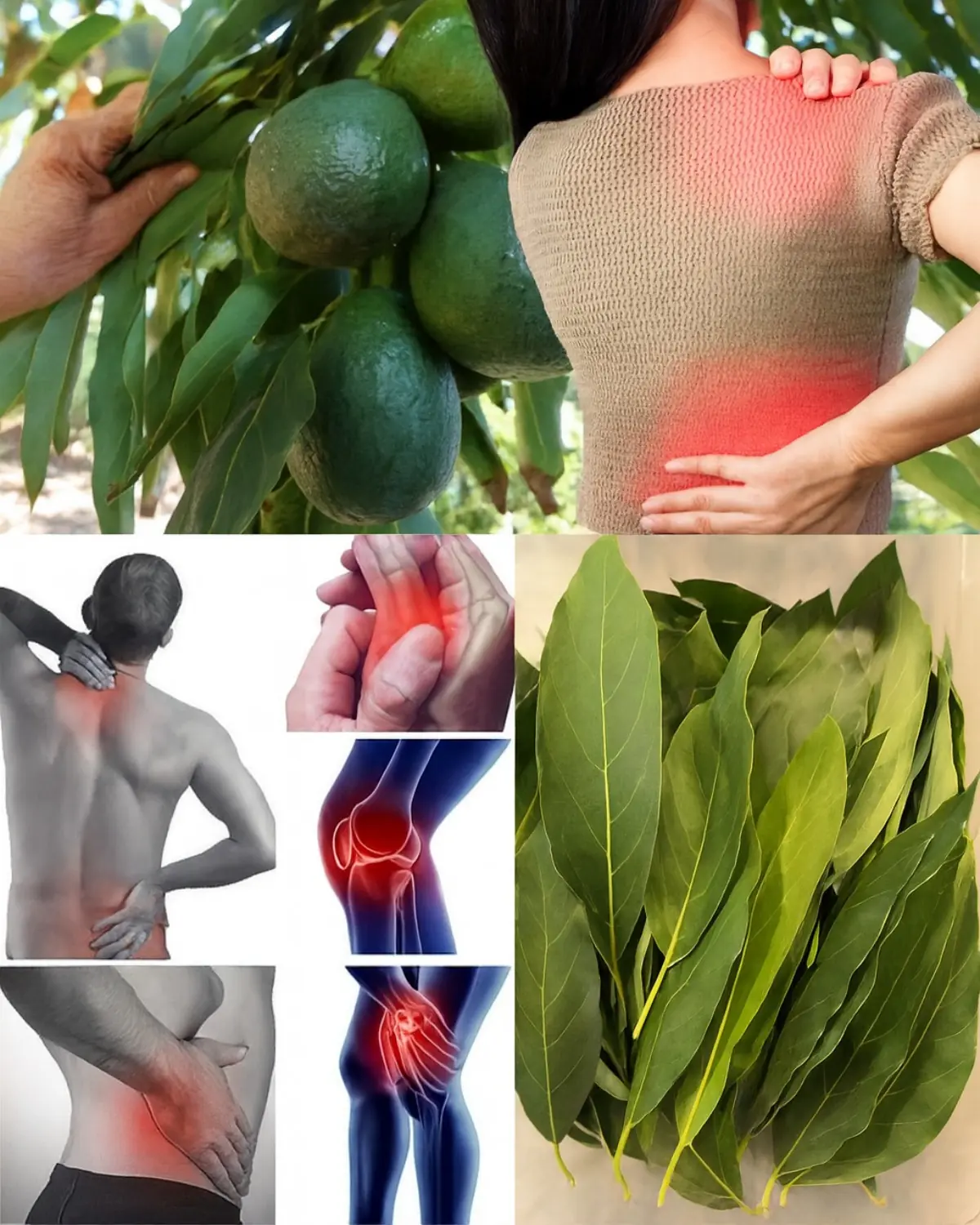 Avocado Leaves as a Natural Ally for Pain Relief