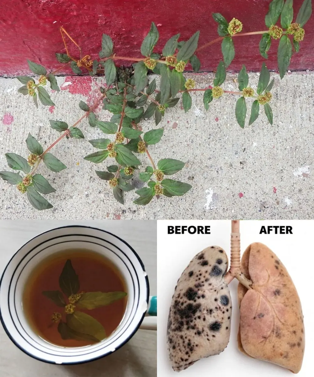 Euphorbia Hirta: 30 Benefits and How to Use It Safely