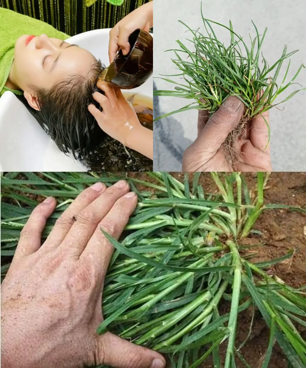 17 Powerful Uses and Health Benefits of Eleusine indica (Goosegrass)