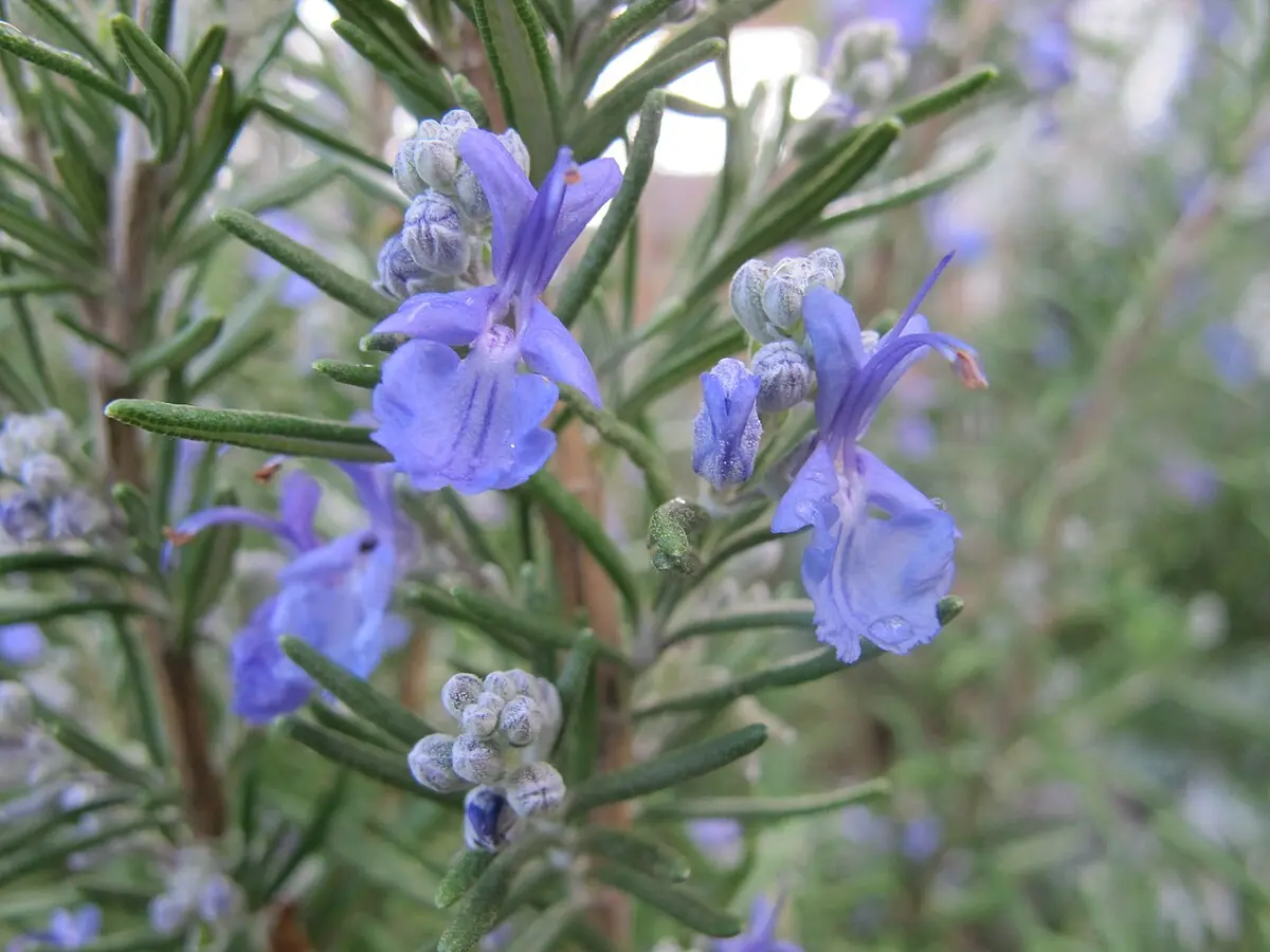 The Secret Power Of The Herb That Helps You Age Gracefully