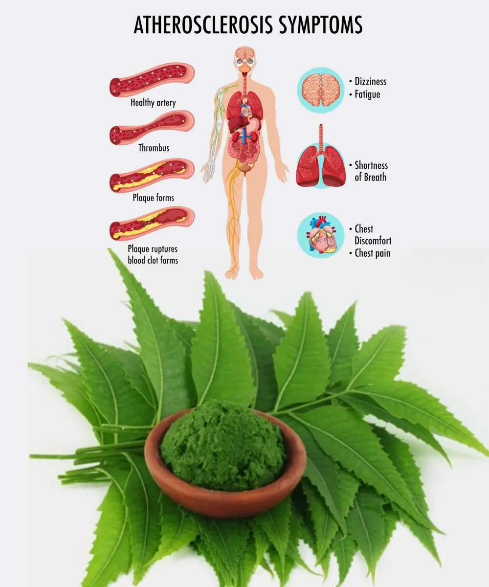 Discover the Power of the Leaf That Will Transform Your Health!