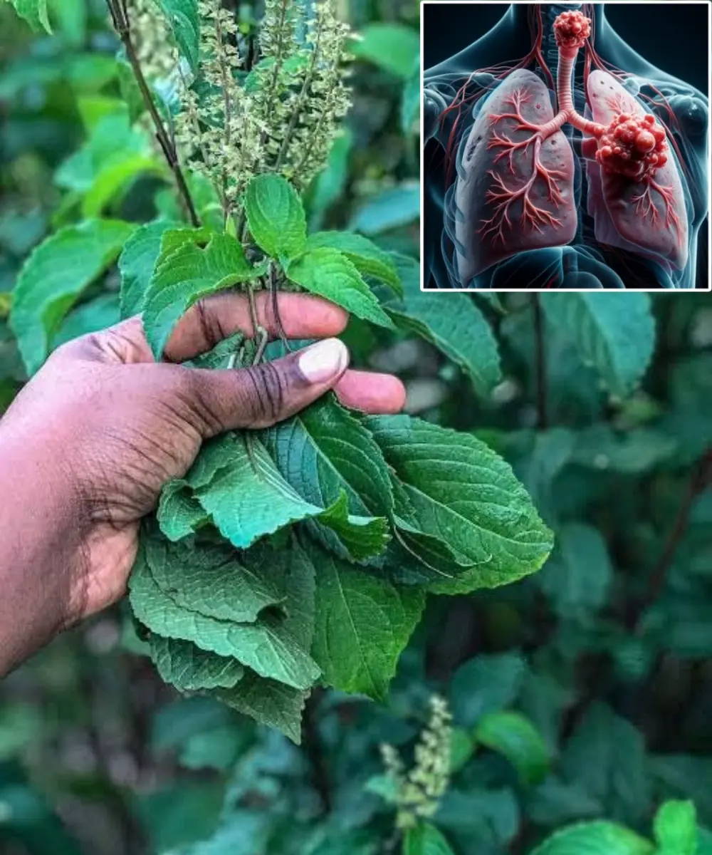 Scent Leaf Secrets Unveiled: 10 Surprising Health Benefits of This Miracle Herb
